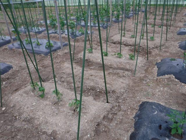 農業研修 インゲン本支柱立て 追肥と防除 ラッカセイ定植 ｍatsuweb